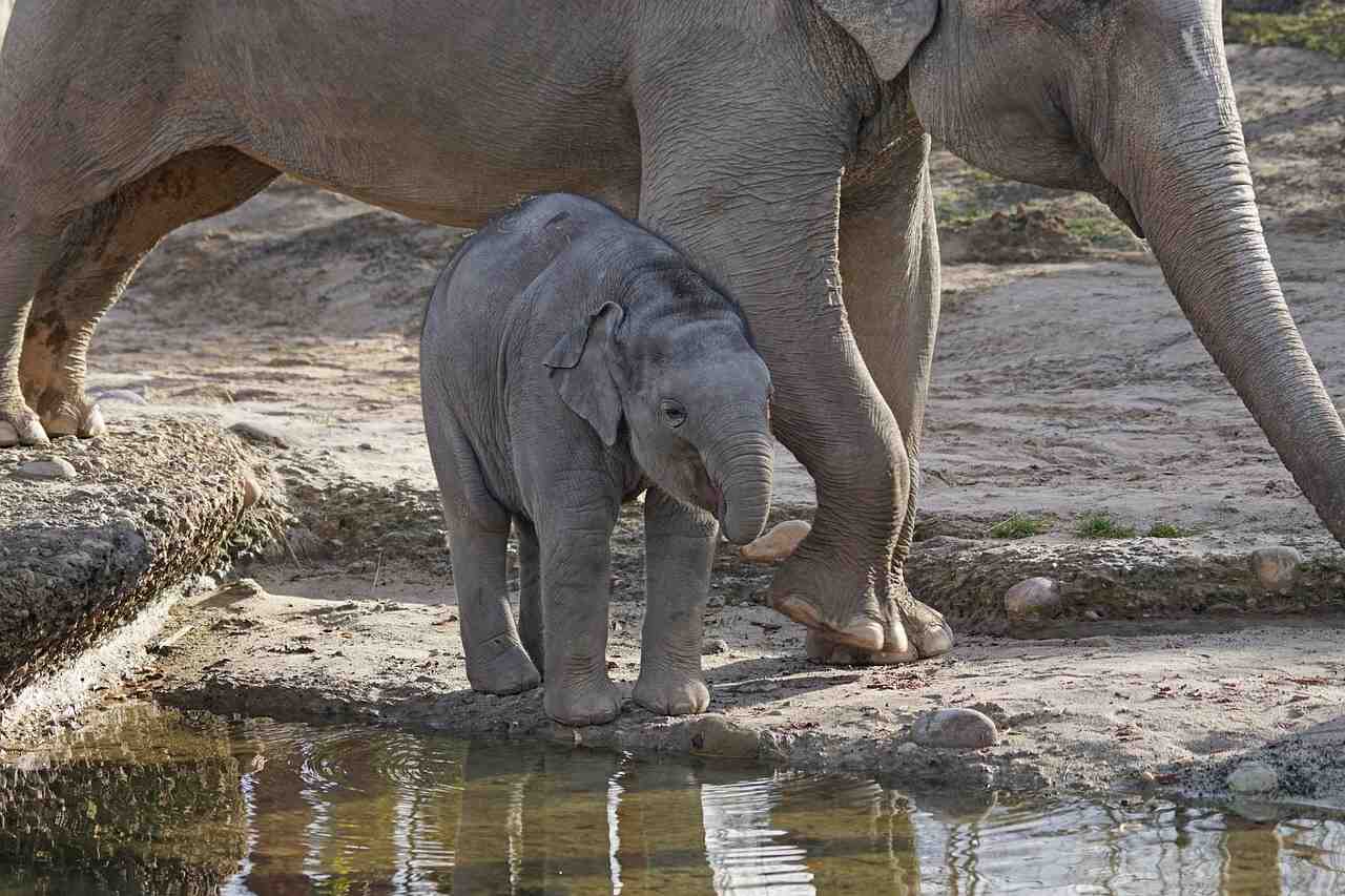 zoo sloni